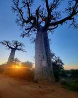 /album/fotogaleria-madagaskar-zajazd-vy-a-my1/madagaskar-zajazd-92-jpg2/